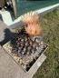 Preview: Eriosyce crispa v. carrizalensis